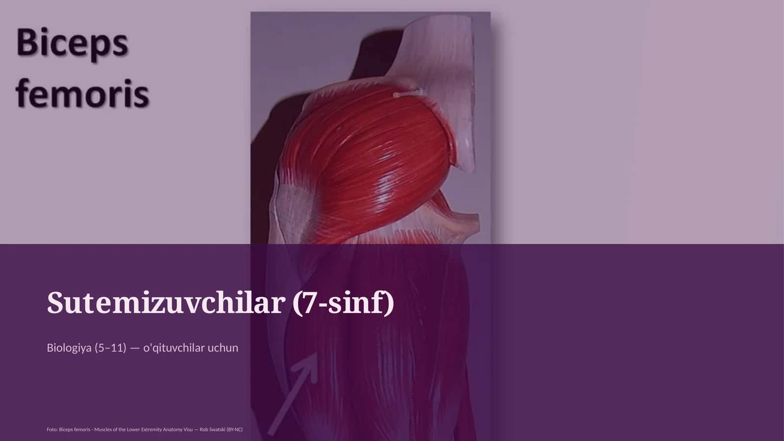 Sutemizuvchilar (7-sinf)