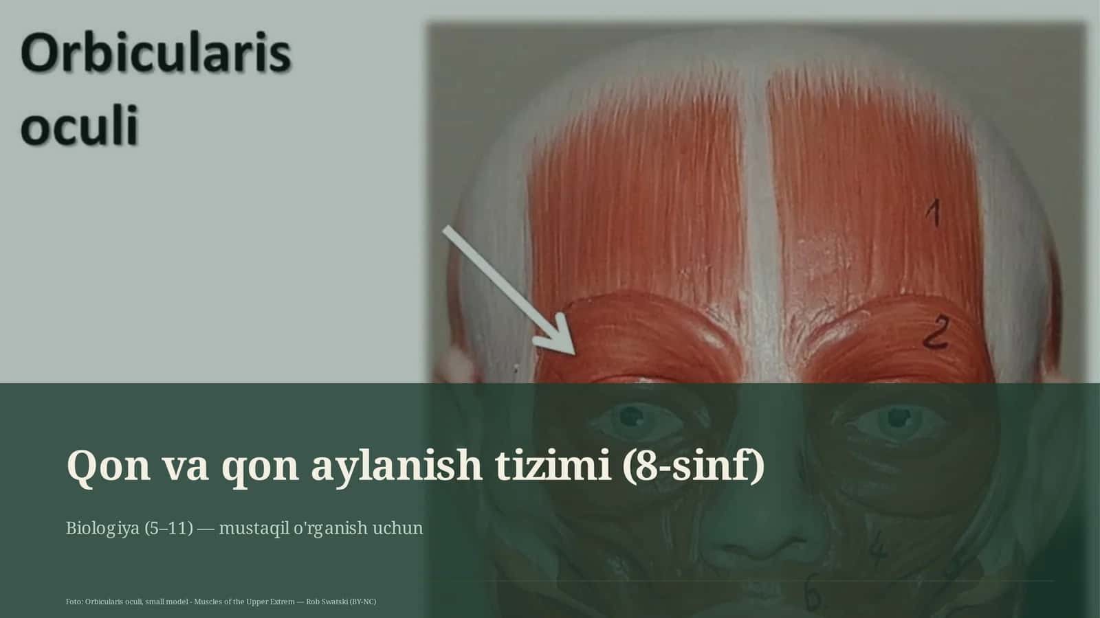Qon va qon aylanish tizimi (8-sinf)