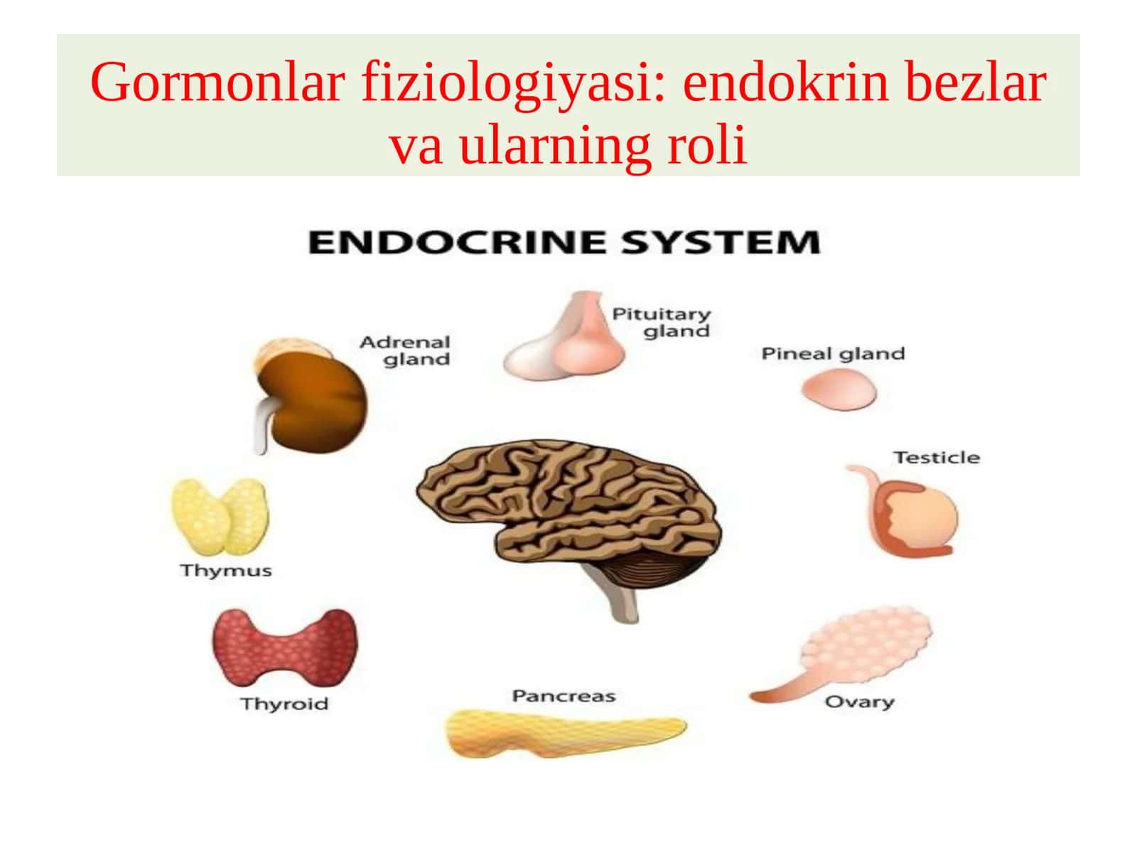Gormonlarfiziologiyasi:endokrinbezlarvaularningroli