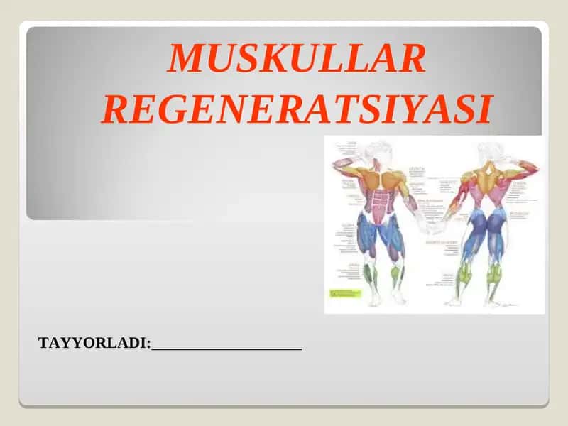 MUSKULLAR REGENERATSIYASI.