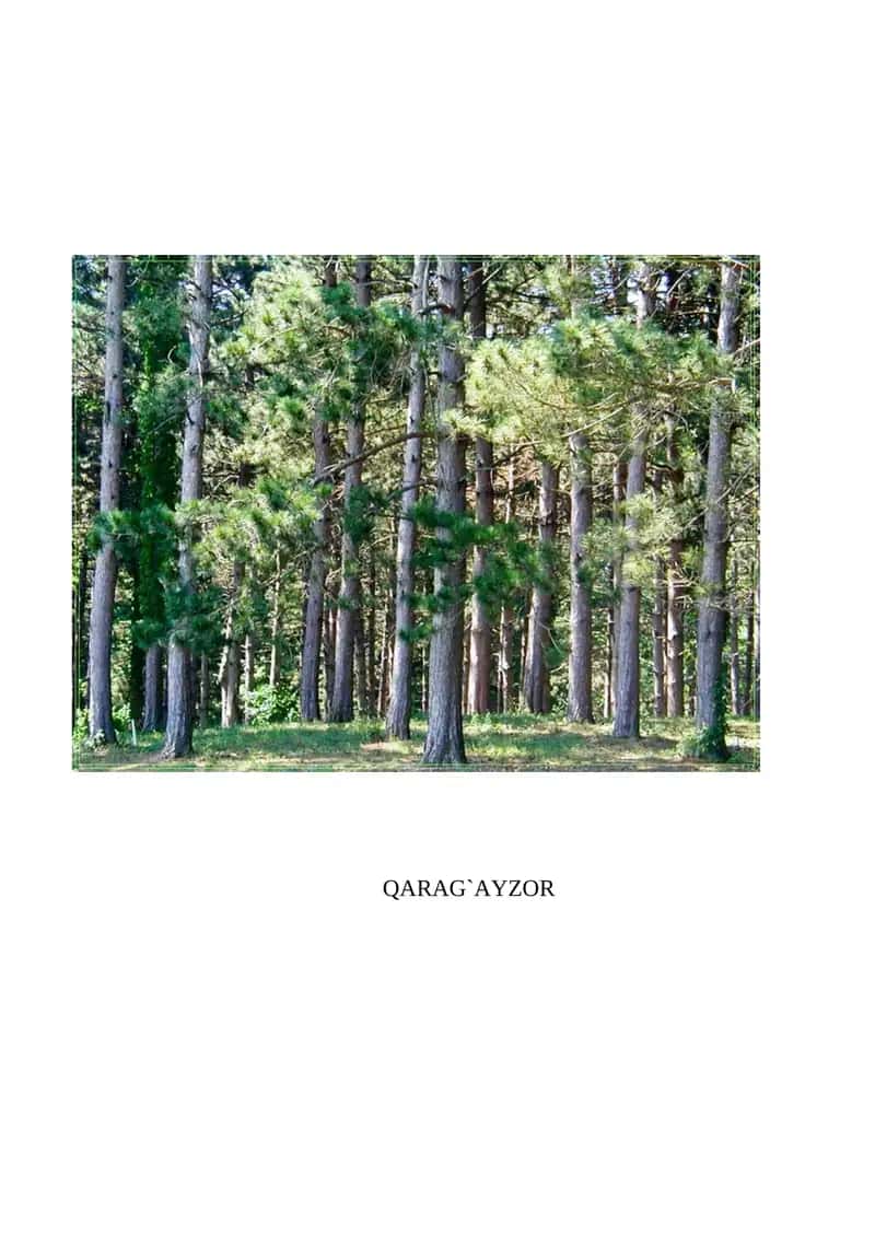QARAG`AYZOR