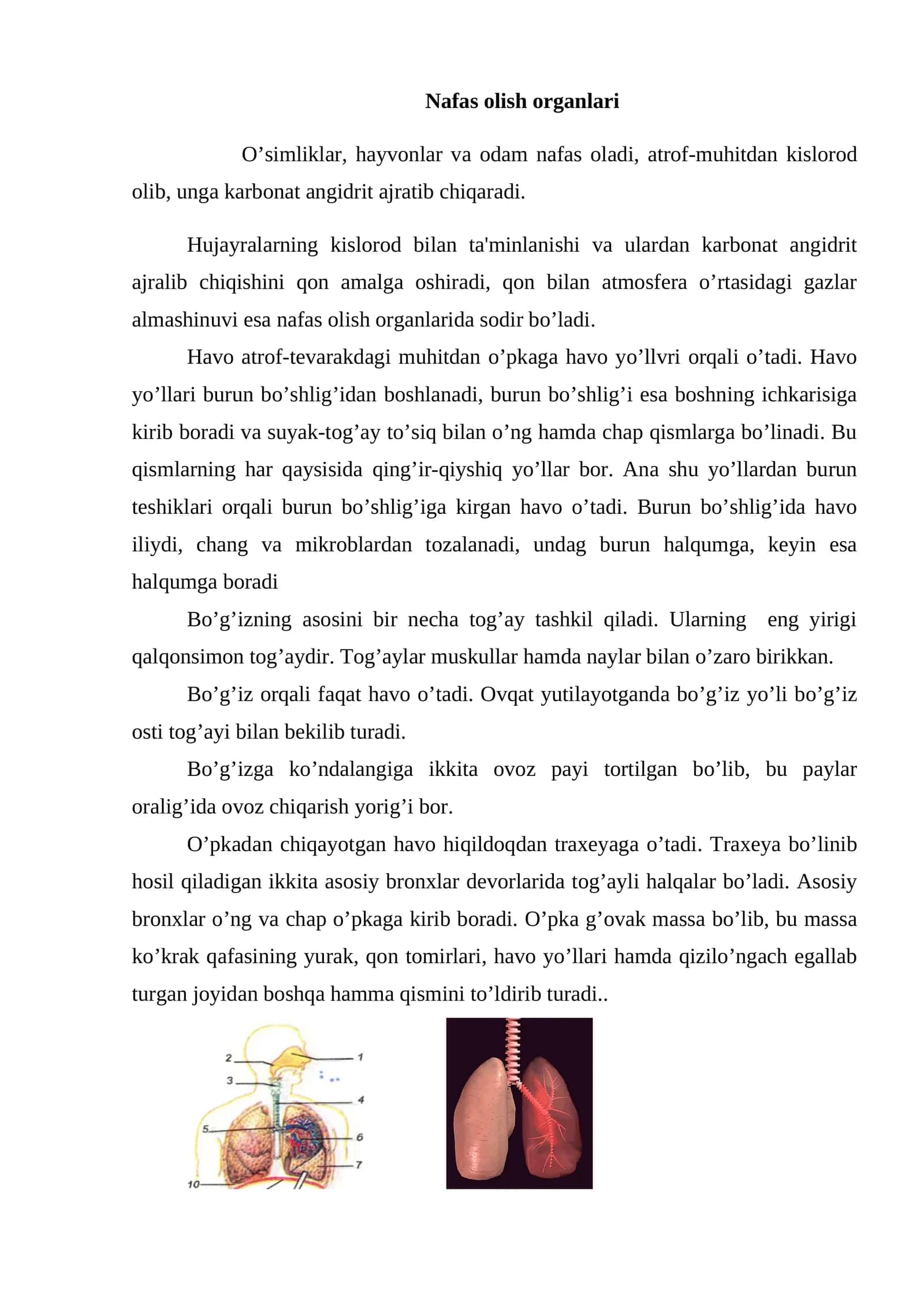Nafas olish organlari