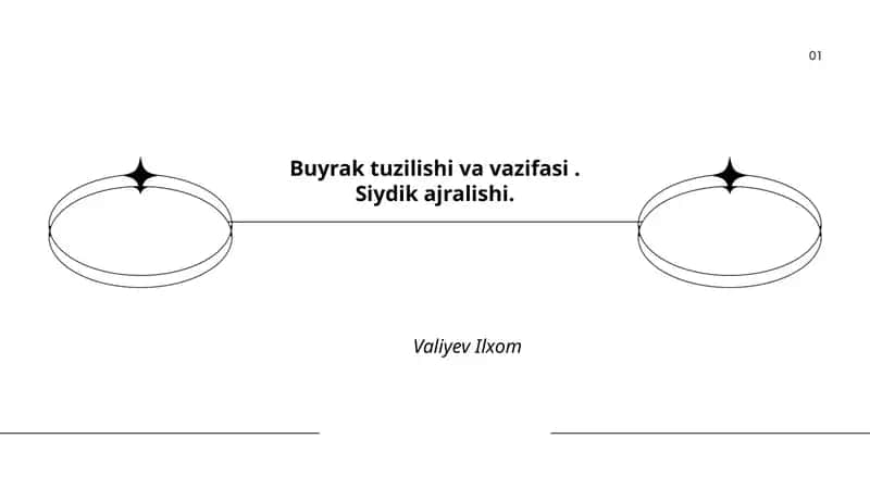 Buyrak tuzilishi va vazifasi