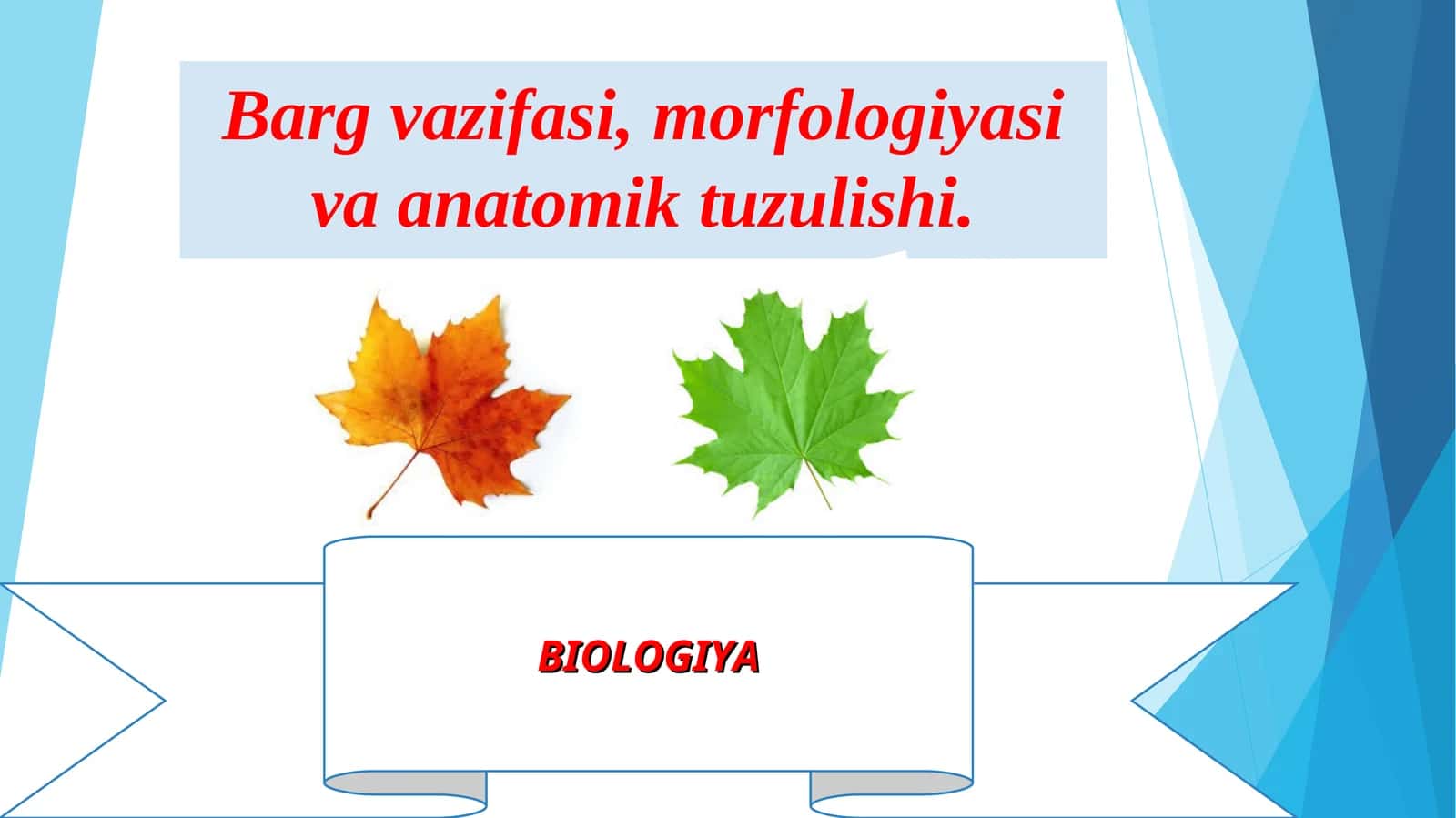 Barg vazifasi, morfologiyasi va anatomik tuzulishi