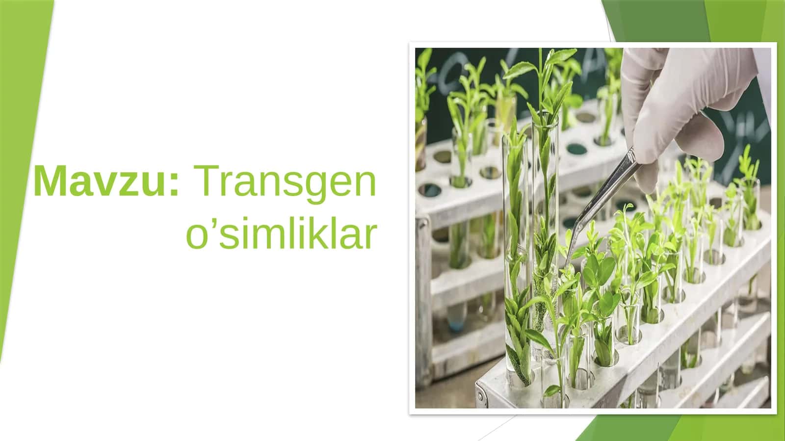 Trangen O'simliklar