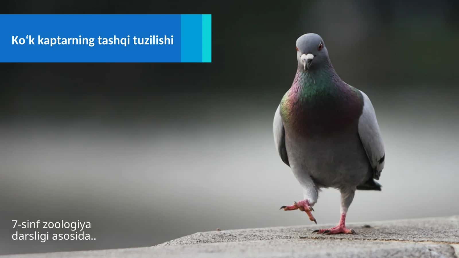 Ko‘kkaptarning tashqituzilishi