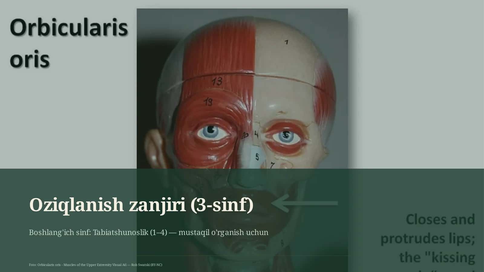Oziqlanish zanjiri (3-sinf)