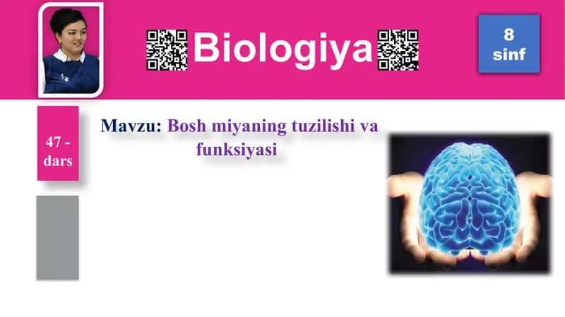 Boshmiyaning tuzilishi va funksiyasi