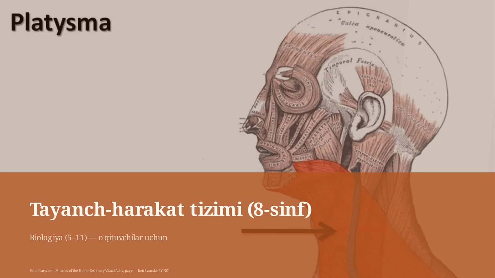 Tayanch-harakat tizimi (8-sinf)