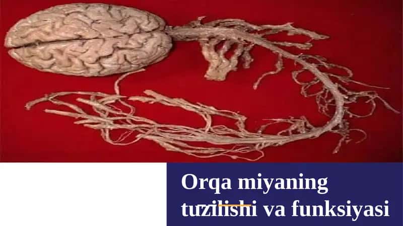 Orqamiya