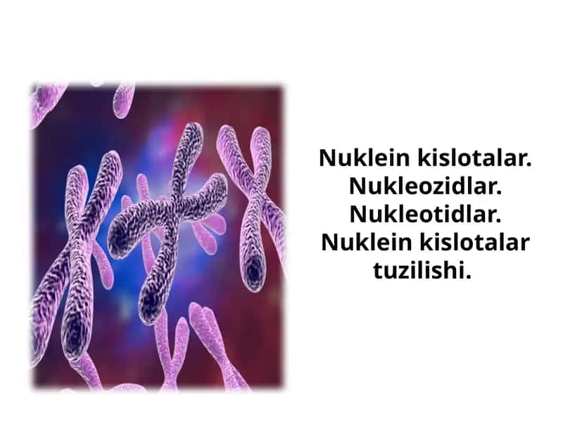 Nuklein kislotalar. Nukleozidlar. Nukleotidlar. Nuklein kislotalar tuzilishi.