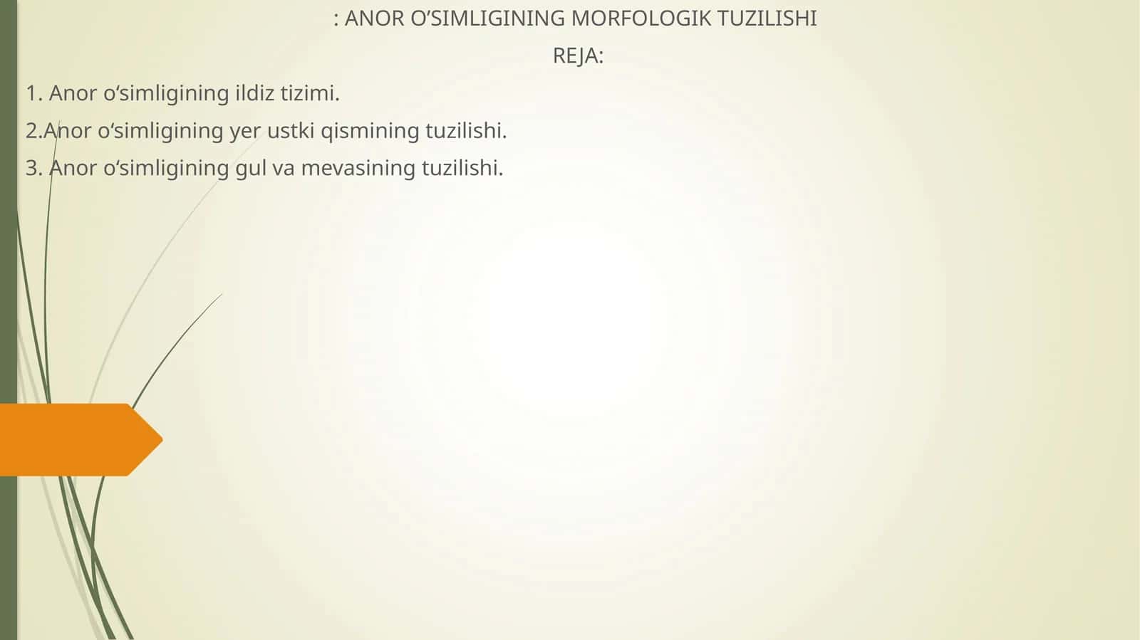 ANOR O’SIMLIGINING MORFOLOGIK TUZILISHI