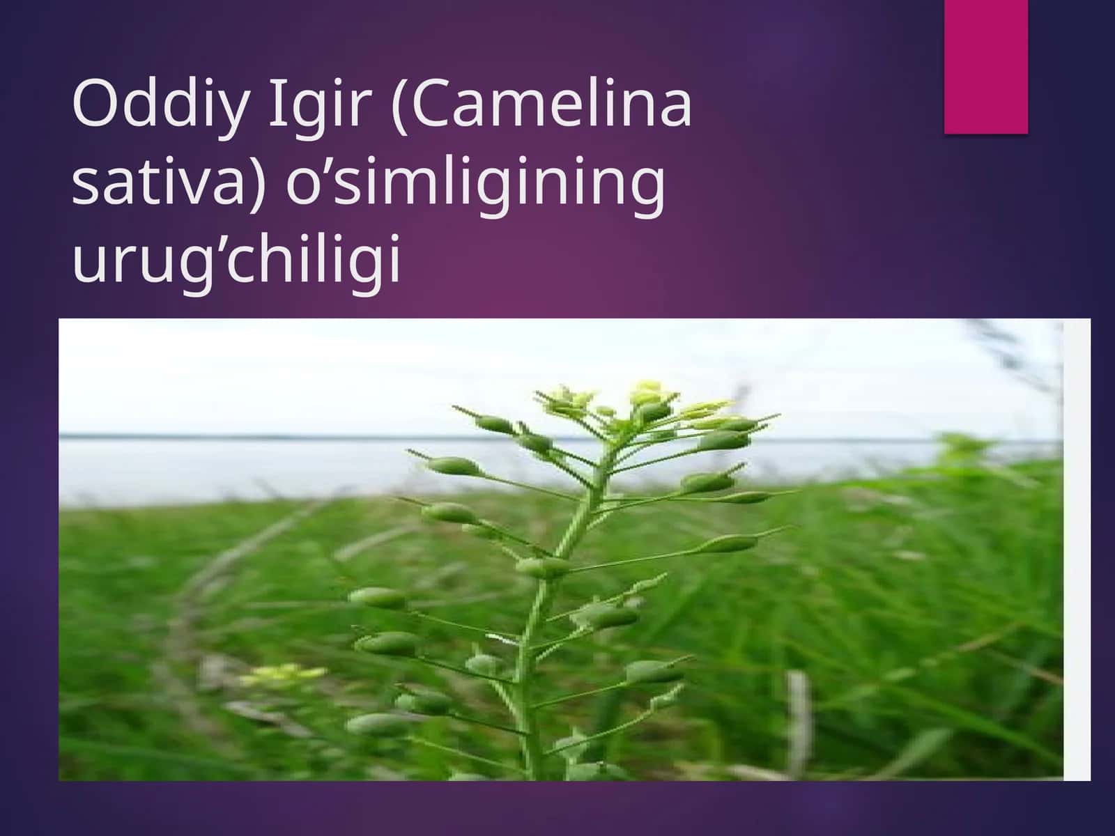 Oddiy Igir (Camelina sativa)