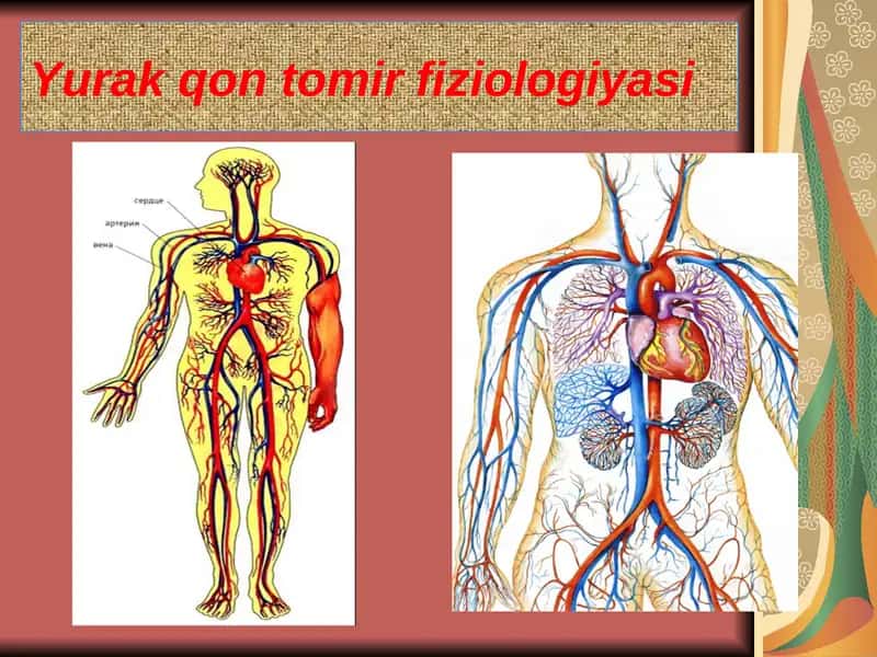 Yurak qon tomir fiziologiyasi