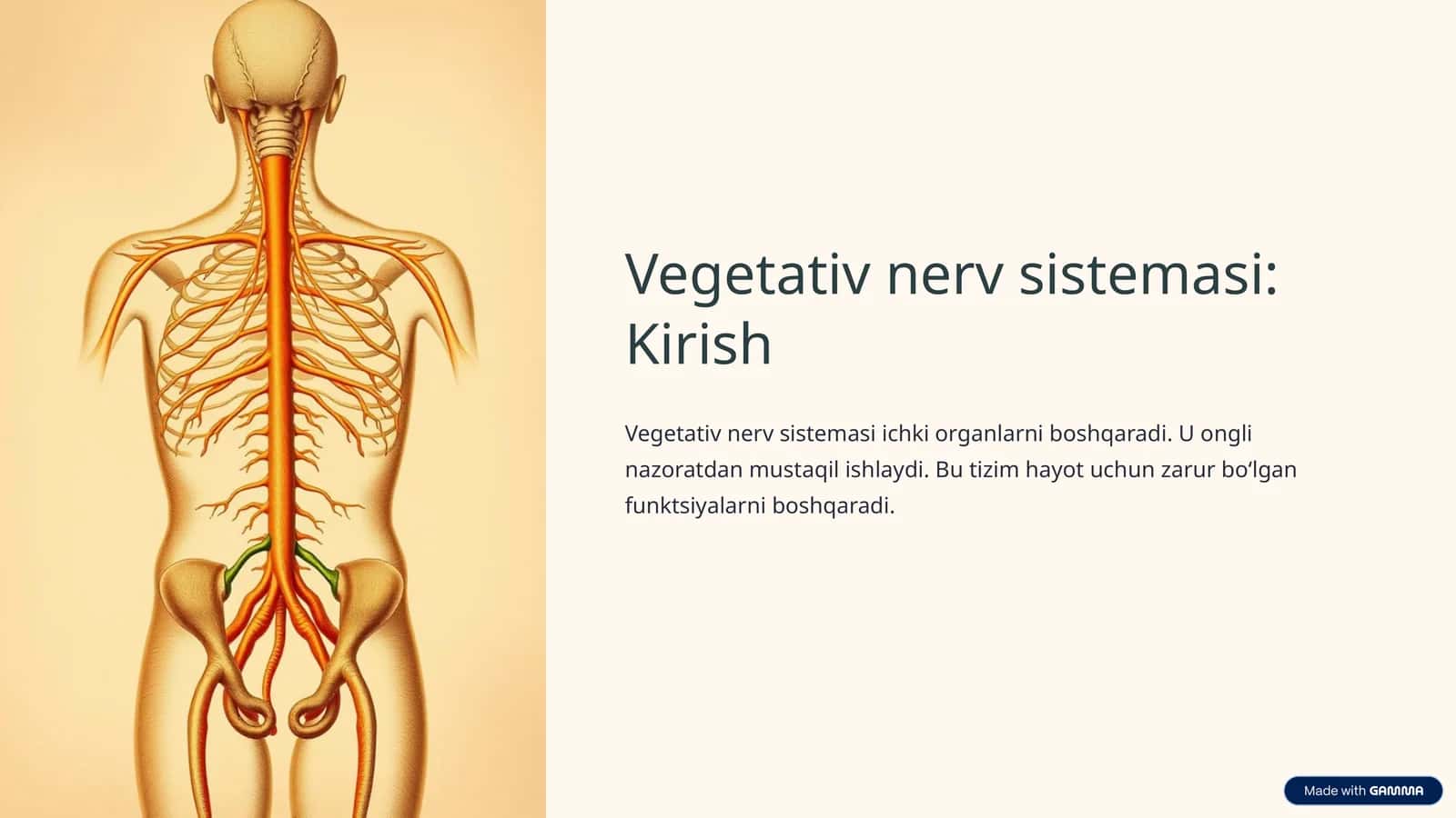 Vegetativ nerv sistemasi: Kirish
