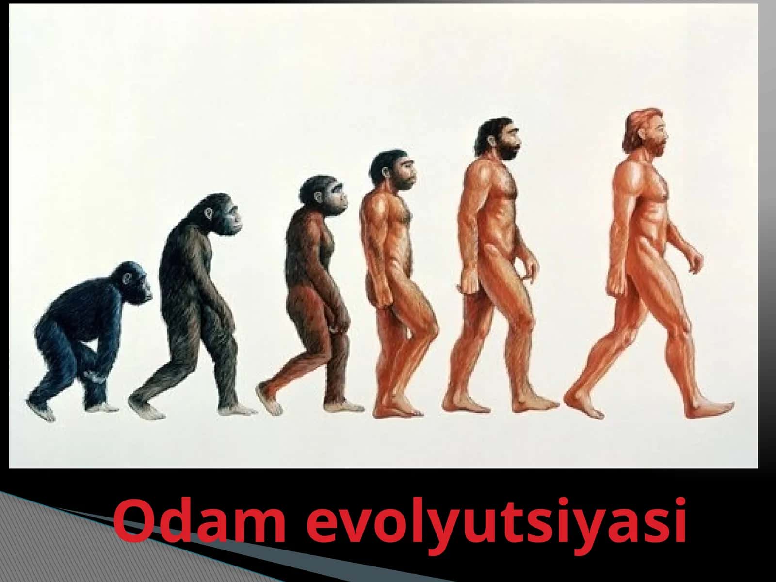 Odam evolyutsiyasi