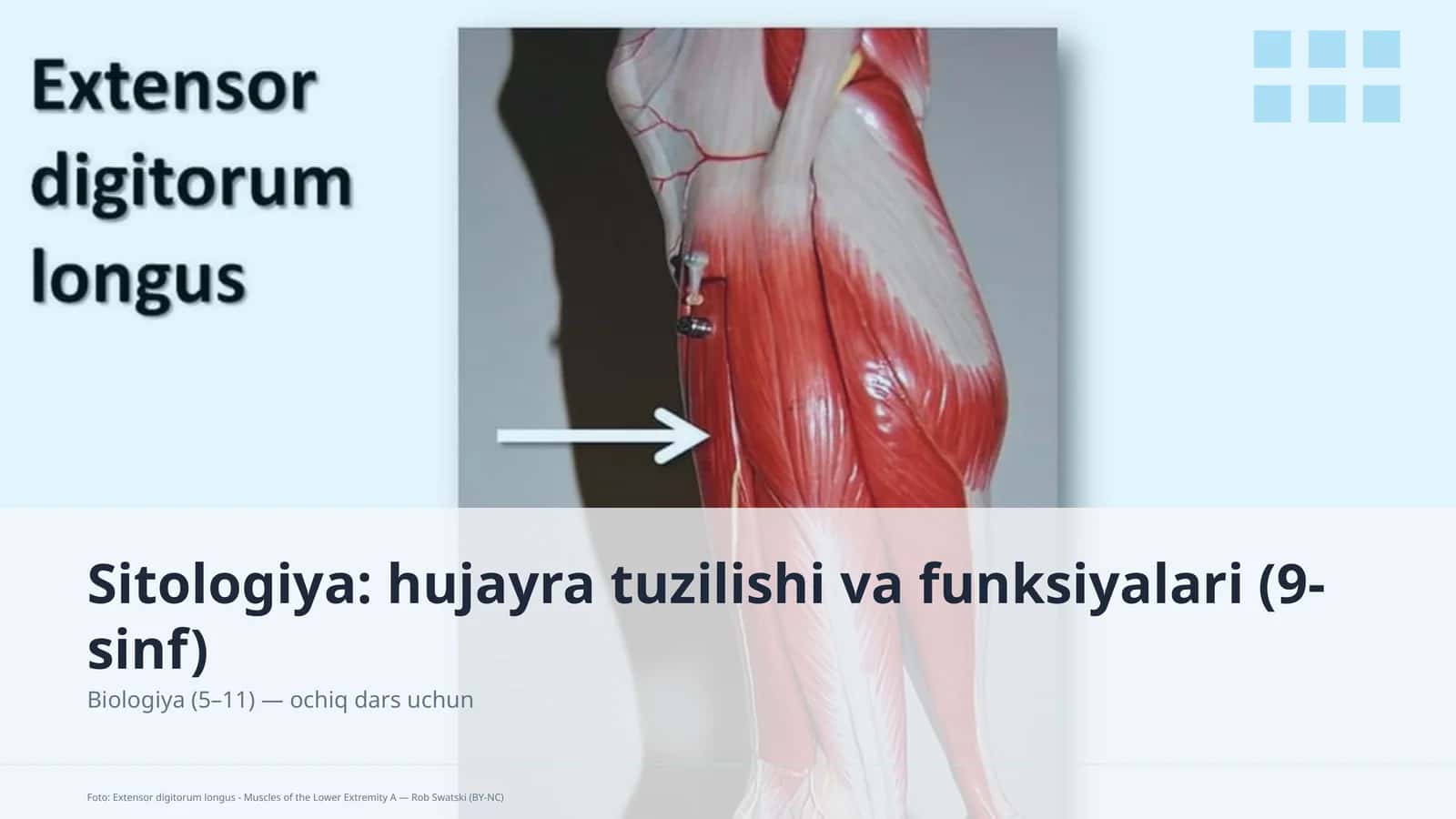 Sitologiya: hujayra tuzilishi va funksiyalari (9-sinf)