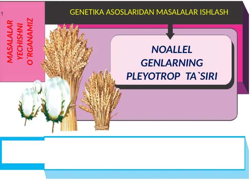 NOALLEL GENLARNING PLEYOTROP TA`SIRI
