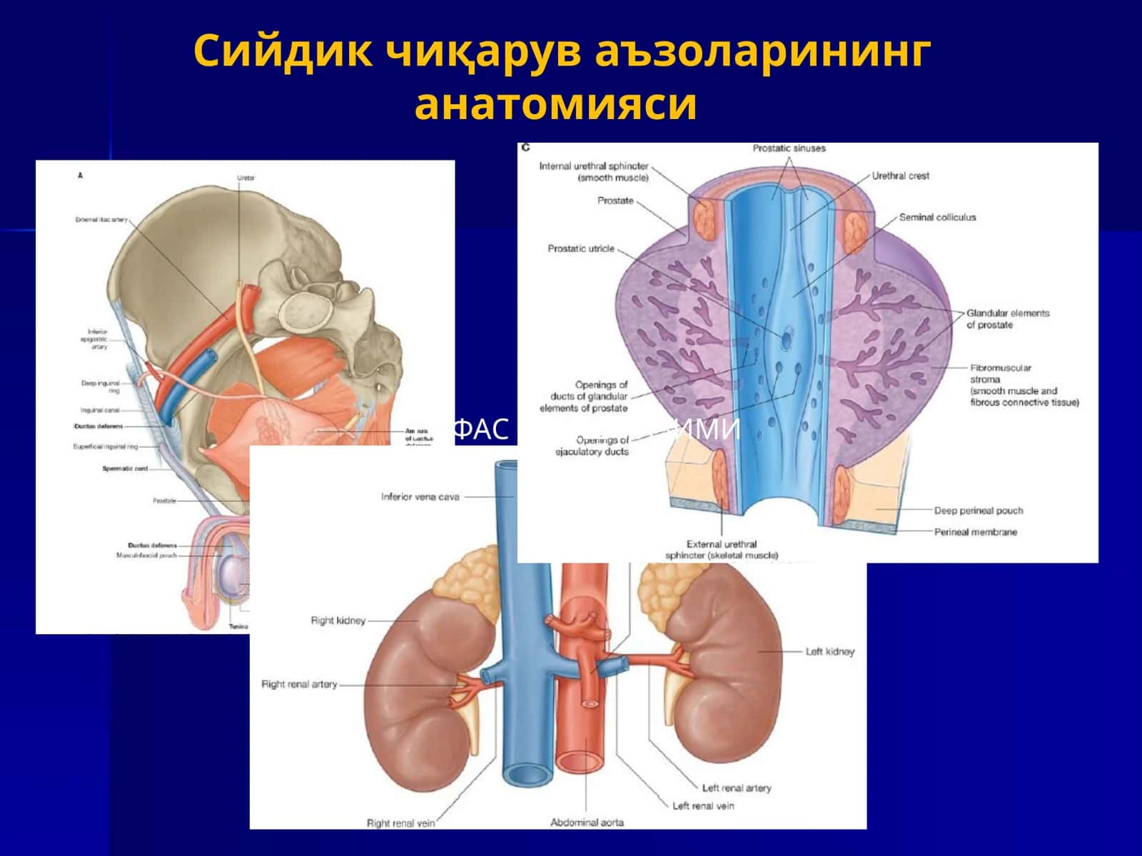 Сийдик чиқарув аъзоларининг анатомияси