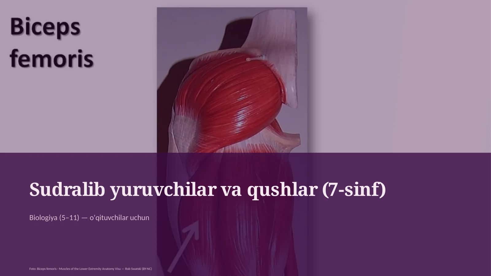Sudralib yuruvchilar va qushlar (7-sinf)