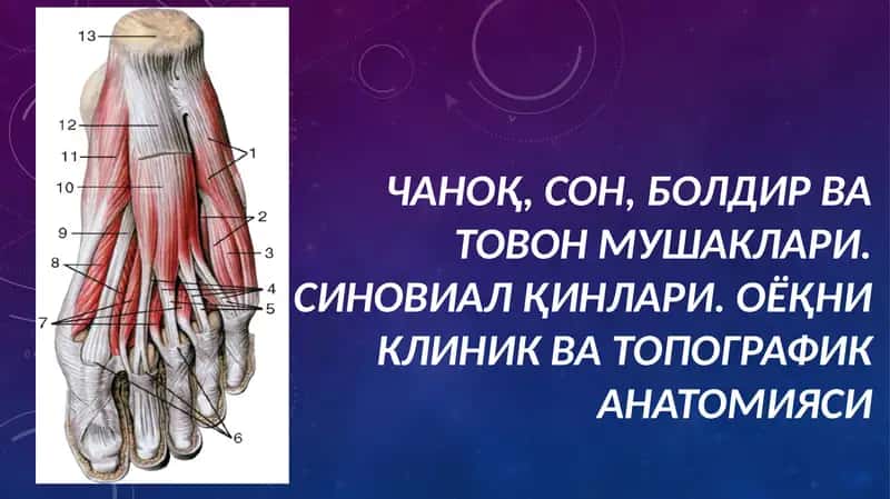 Чаноқ, сон, болдир ва товон мушаклари