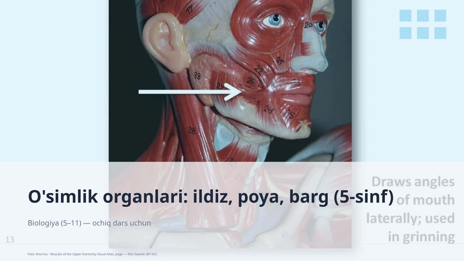 O'simlik organlari: ildiz, poya, barg (5-sinf)