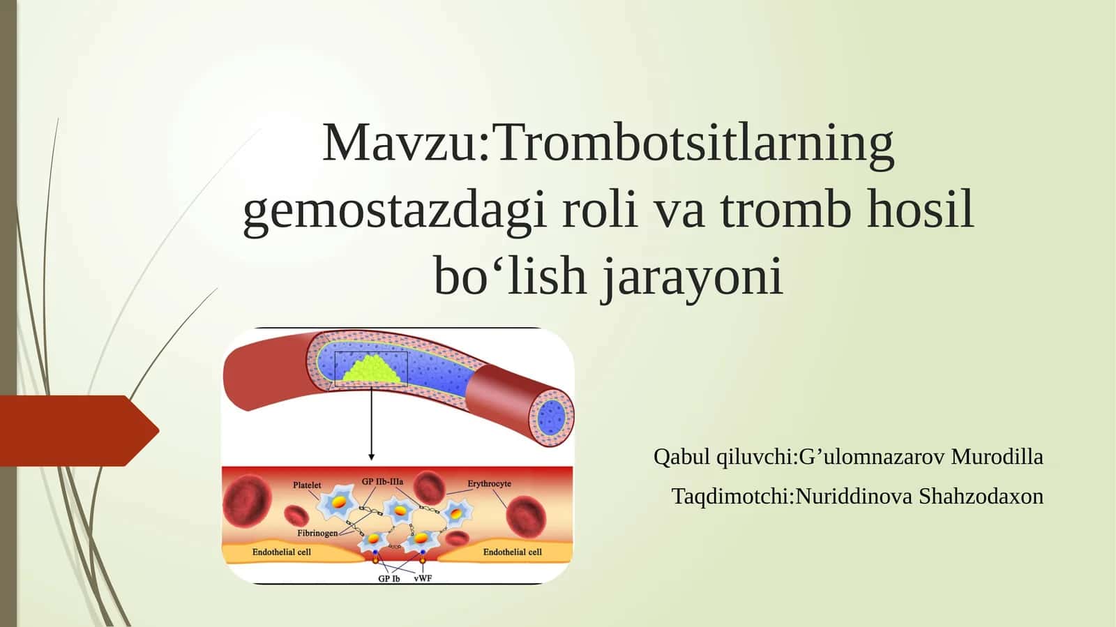 Trombotsitlarning gemostazdagi rolivatromb hosil bo‘lish jarayoni