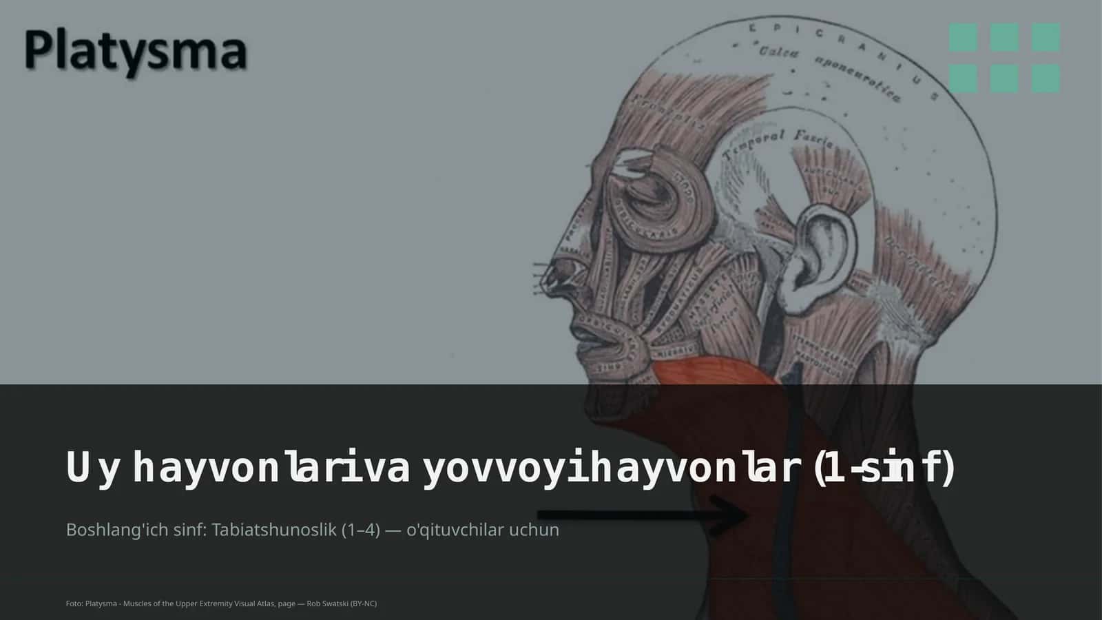 Uy hayvonlari va yovvoyi hayvonlar (1-sinf)