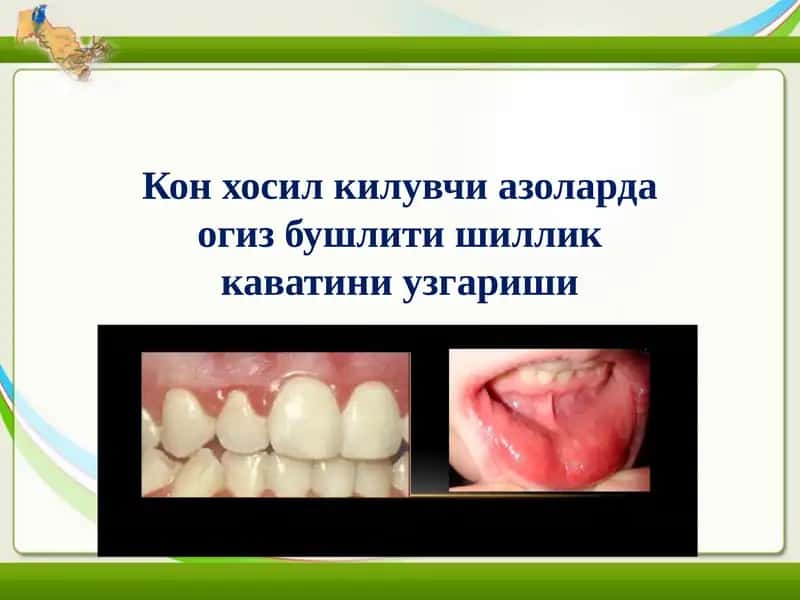 Конхосилкилувчи азоларда огиз бушлиги каватини ўзгариши