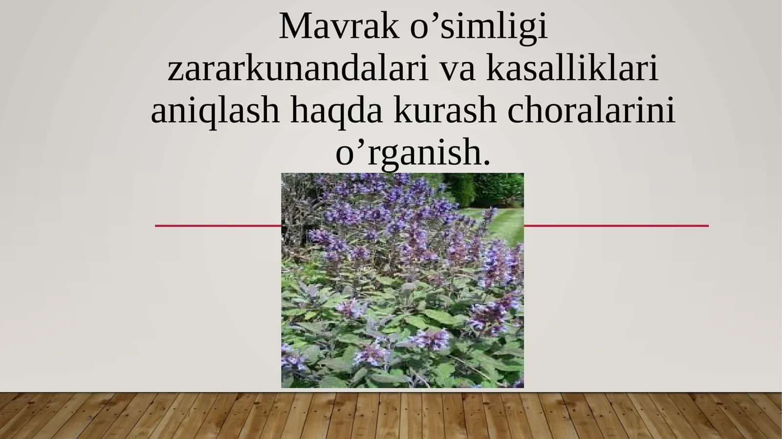 Mavrak (Salvia)