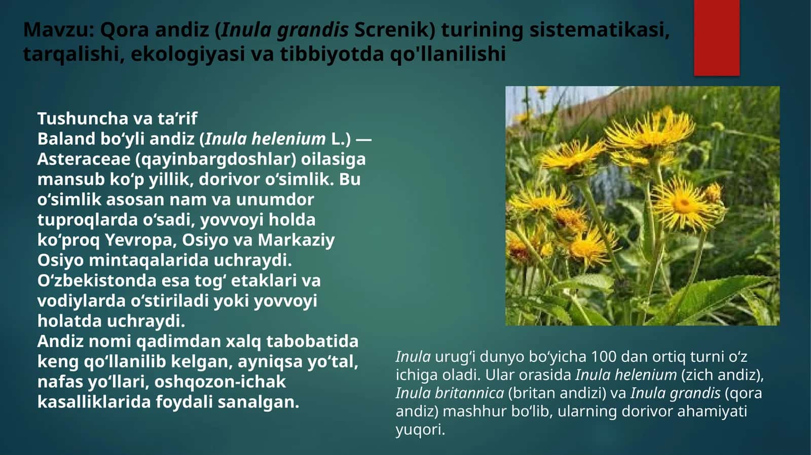 Qoraandiz (Inula grandis Screnik)
