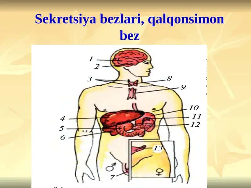 Ichki sekretsiya bezlari