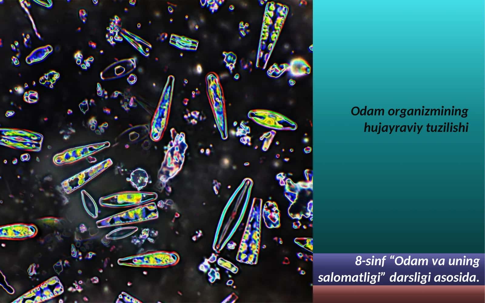 Odam organizmining hujayra tuzilishi