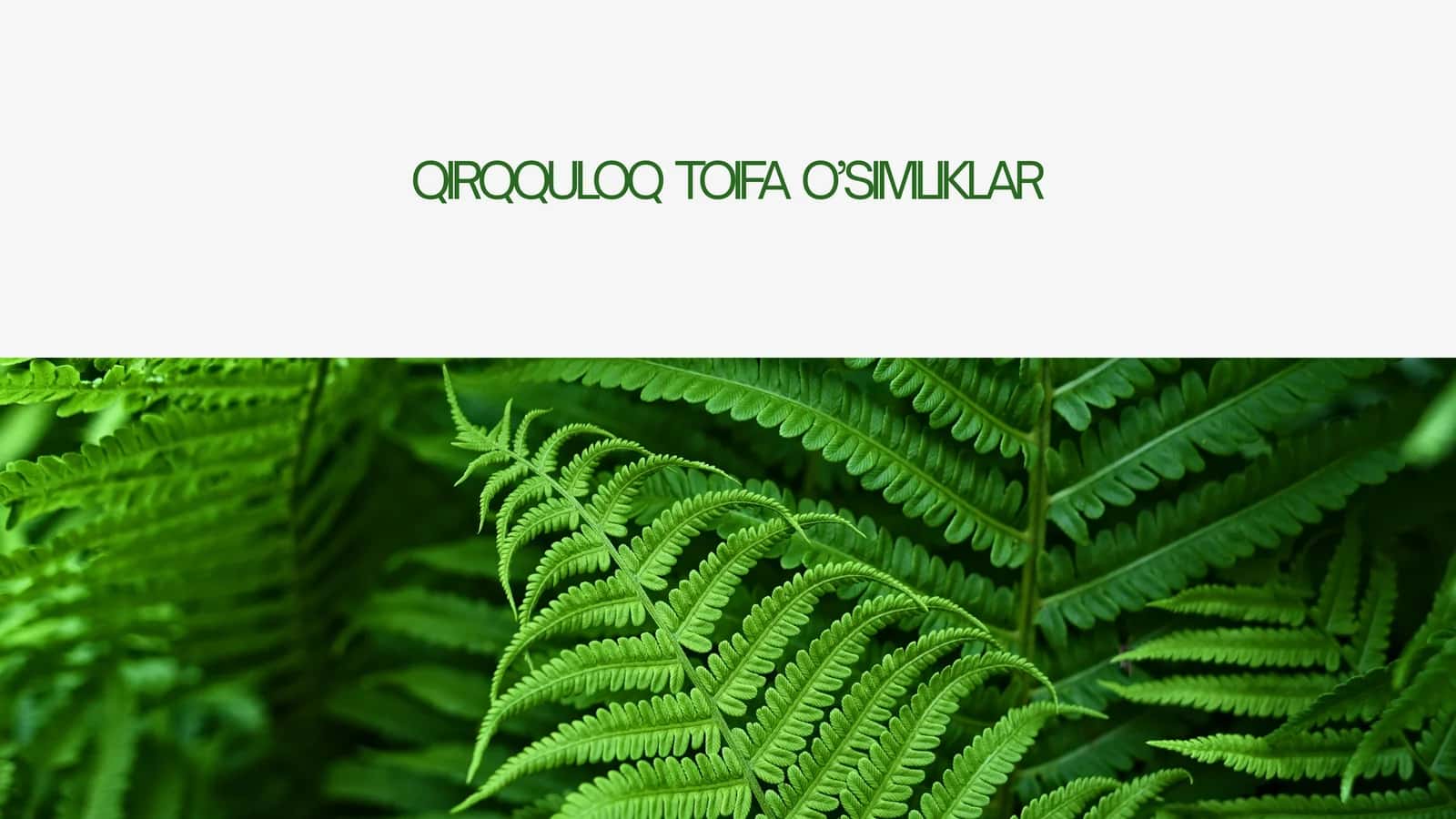 QIRQQULOQ TOIFA O’SIMLIKLAR