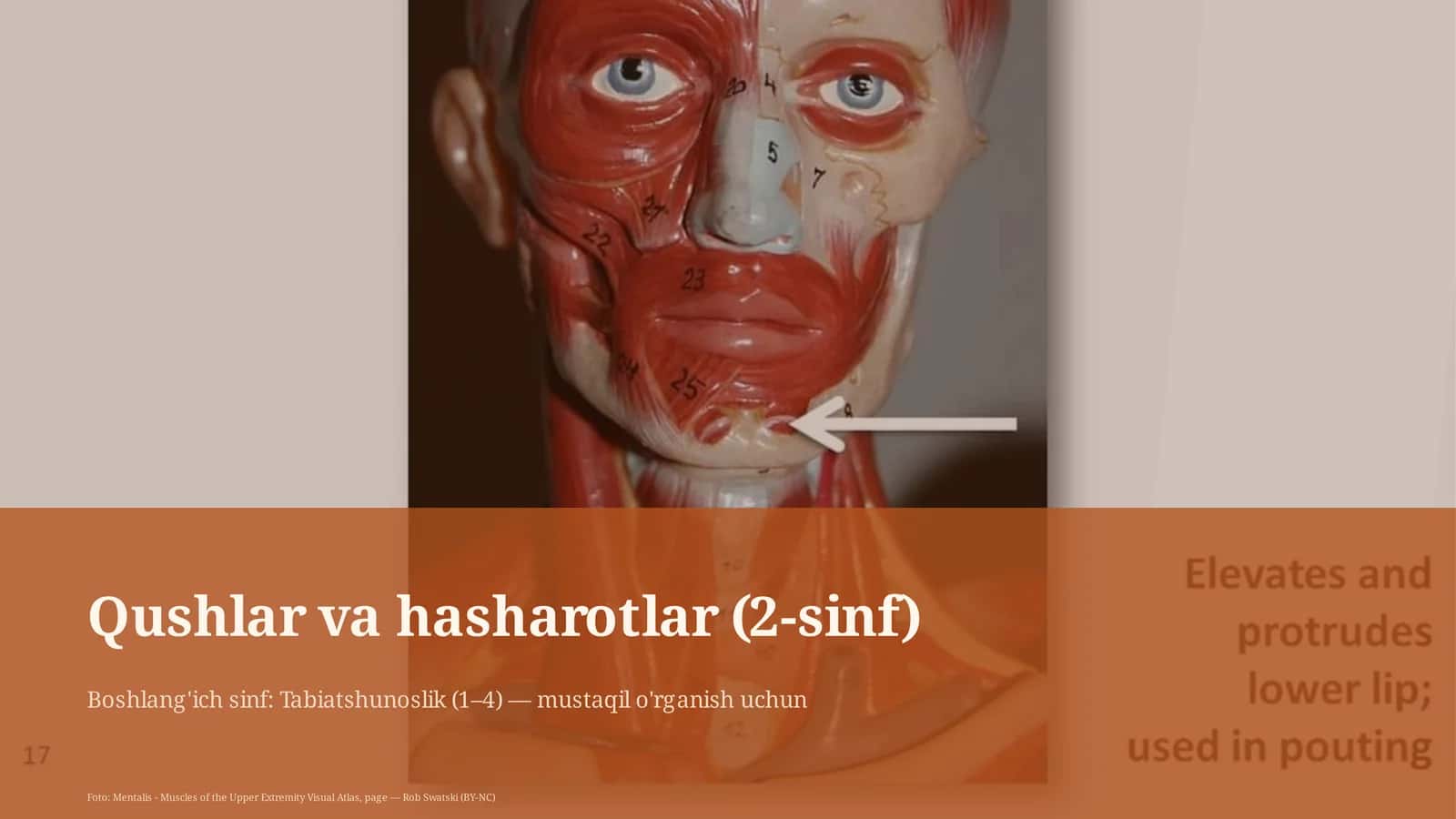 Qushlar va hasharotlar (2-sinf)