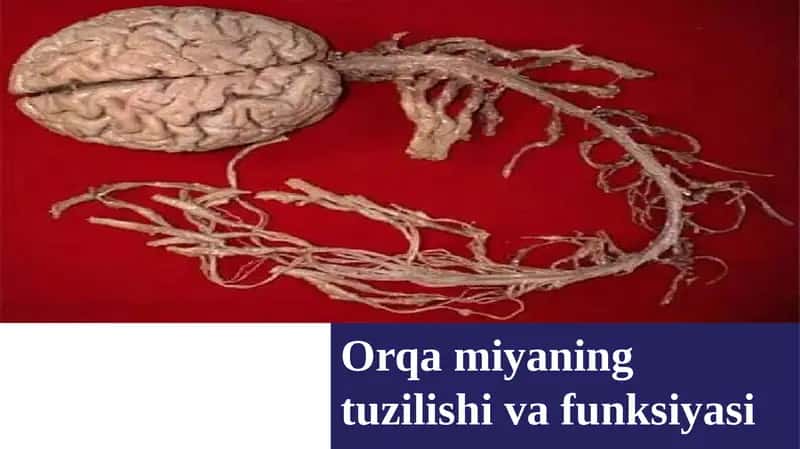 Orqamiyaning tuzilishi va funksiyasi