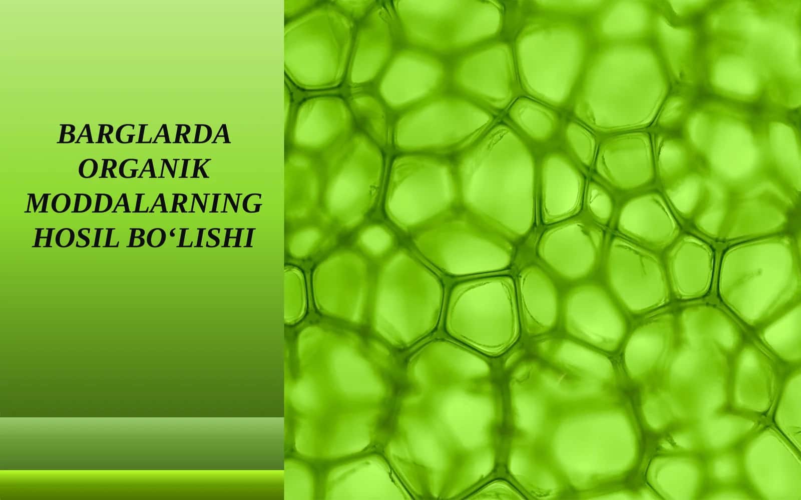 BARGLARDA ORGANIK MODDALARNING HOSIL BO‘LISHI