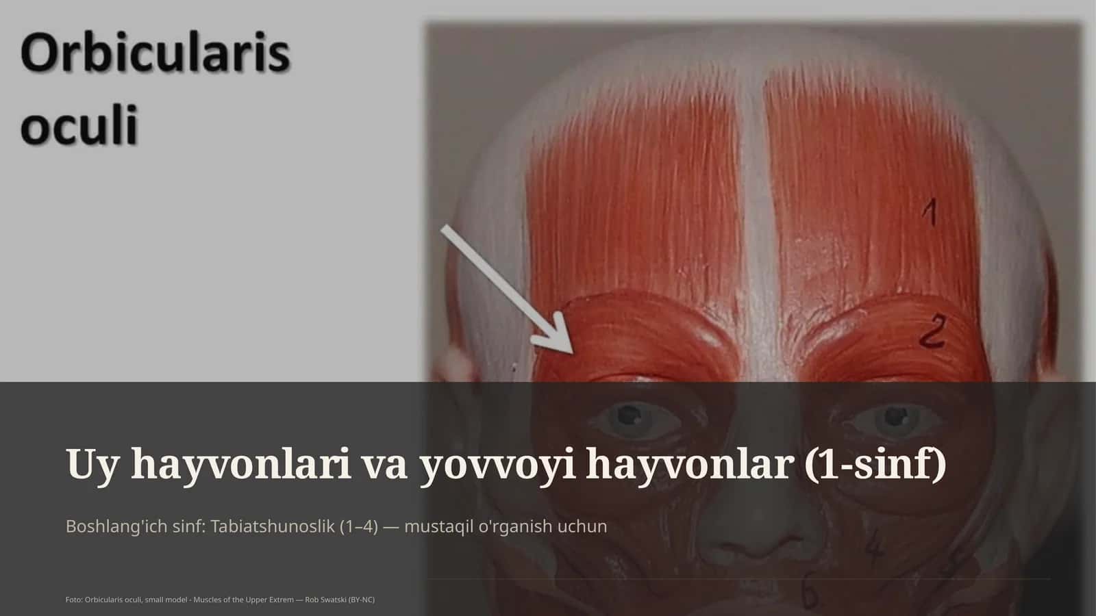 Uy hayvonlari va yovvoyi hayvonlar (1-sinf)