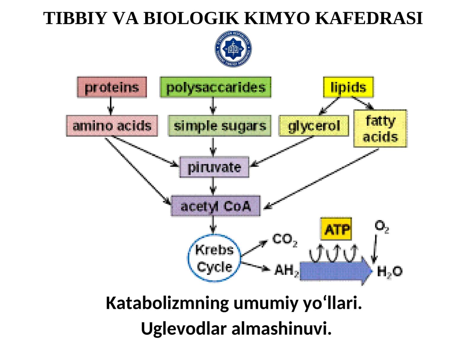 Katabolizmning umumiy yo‘llari. Uglevodlar almashinuvi