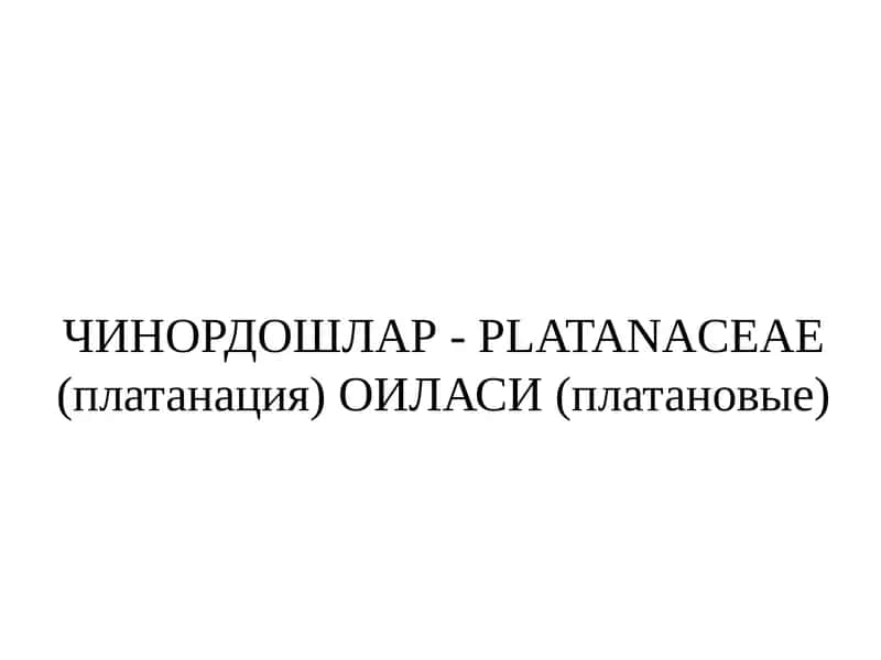 Чинордошлар- PLATANACEAE (платанация) ОИЛАСИ (платановые)