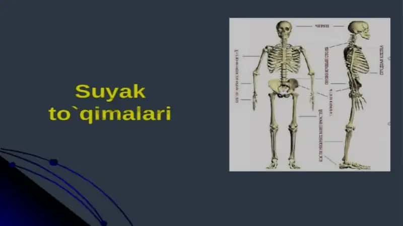 Sayak tòqimalari