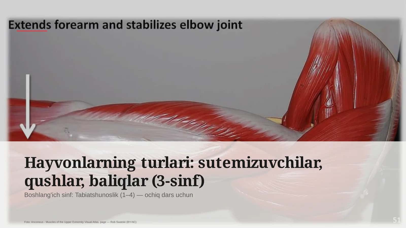 Hayvonlarning turlari: sutemizuvchilar, qushlar, baliqlar (3-sinf)