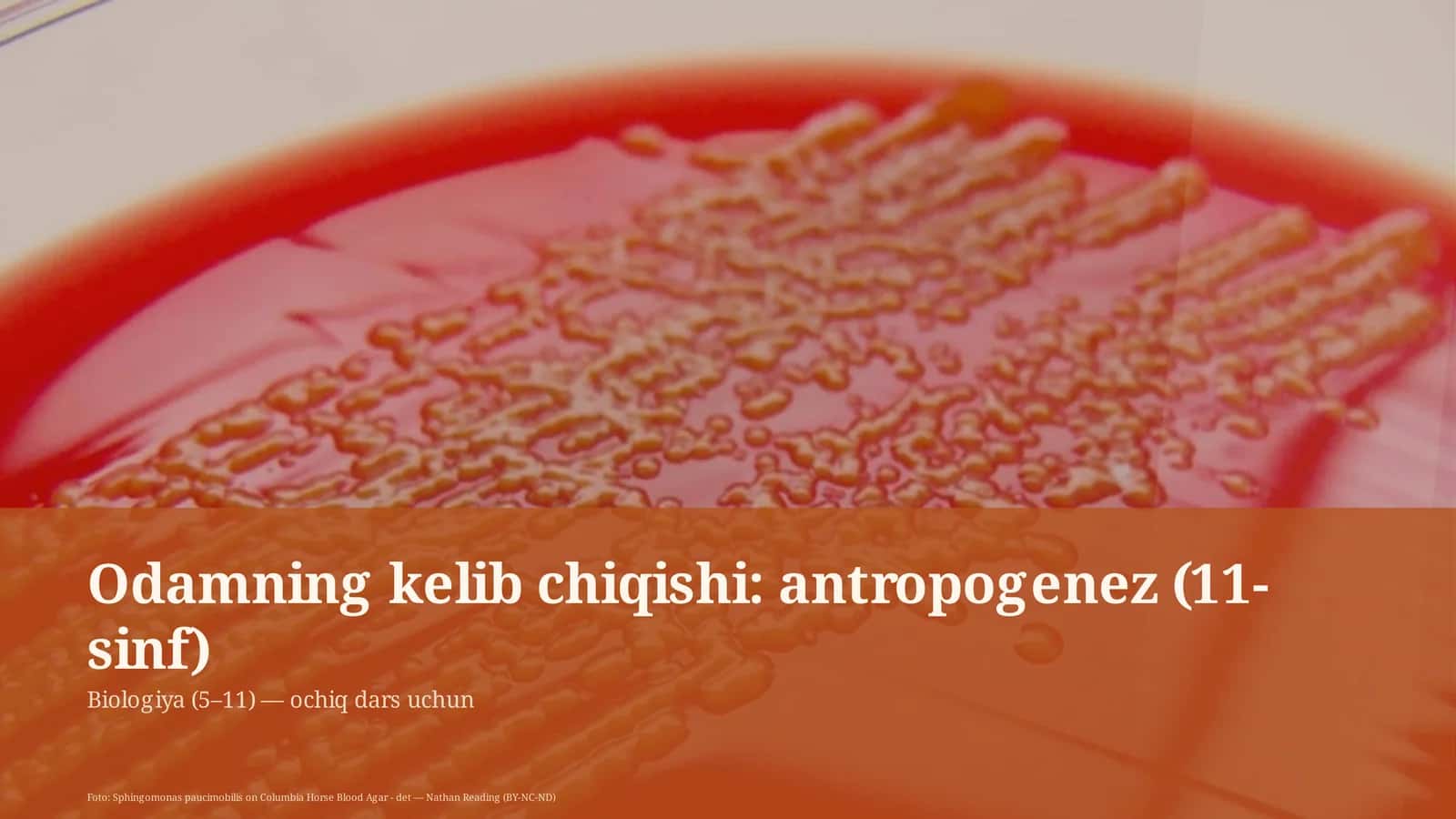 Odamning kelib chiqishi: antropogenez (11-sinf)