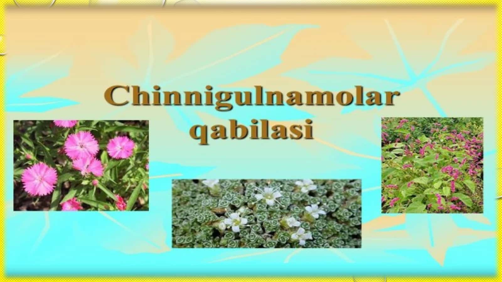 Sho’radoshlar Chenopodiaceae Ventoilasi
