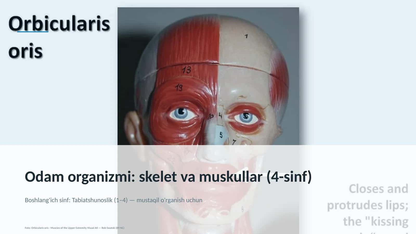 Odam organizmi: skelet va muskullar (4-sinf)