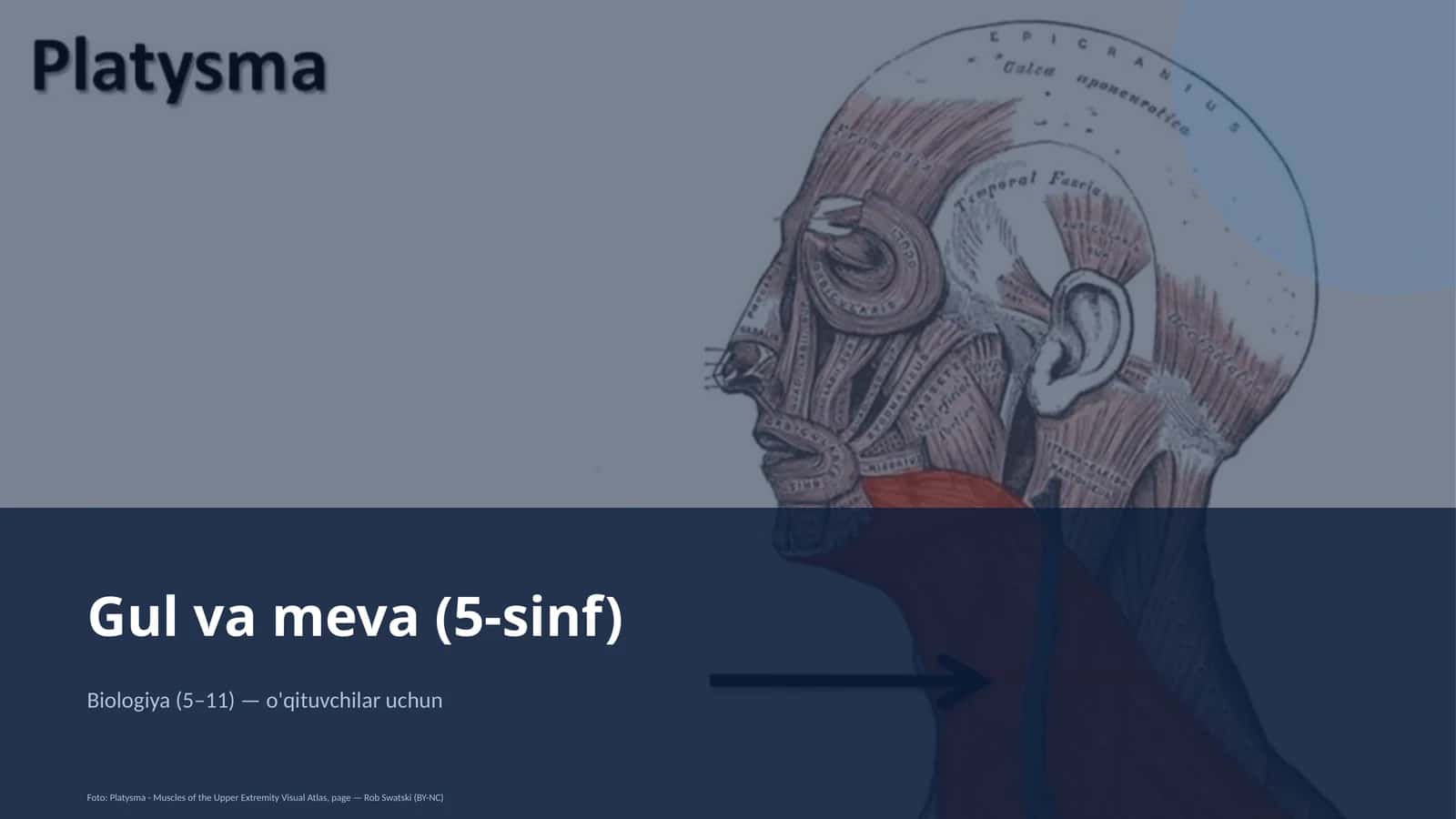 Gul va meva (5-sinf)
