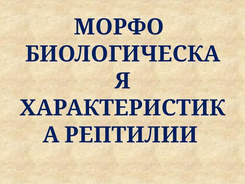МОРФО БИОЛОГИЧЕСКАЯ ХАРАКТЕРИСТИКА РЕПТИЛИИ