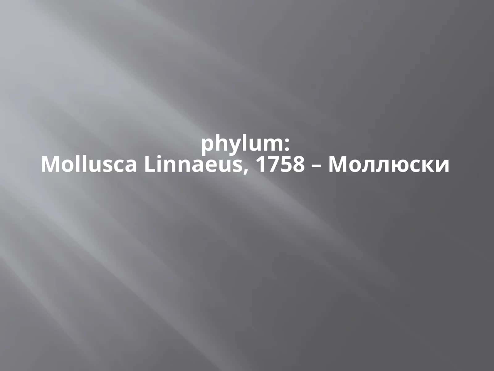 phylum:MolluscaLinnaeus,1758 – Моллюски