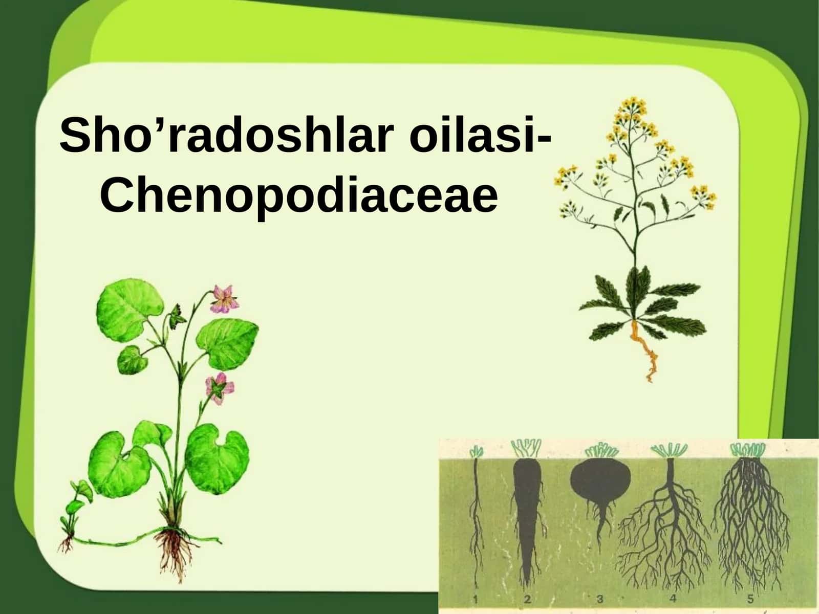 Sho'radoshlar oilasi-Chenopodiaceae