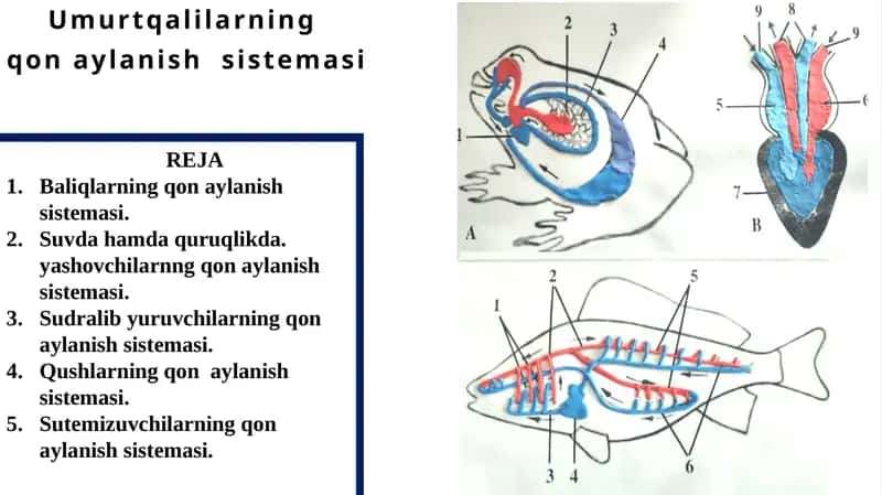 Umurtqalilarning qon aylanish sistemasi